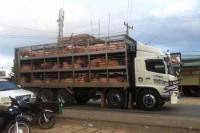 ជ្រូកថៃ សំរុកនាំចូល ធ្វើឲ្យជ្រូកក្នុងស្រុកធ្លាក់ថ្លៃ